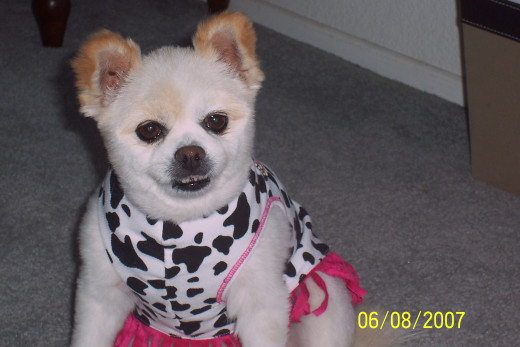 Cowgirl Bella