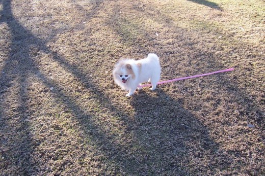 Bella Loves The Park!