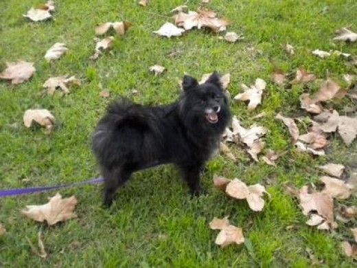 Nanna - My new 10 pound purebred Pomeranian (look at the big smile on her face!)