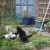 Billy Mittens is growing up now, but he still likes to make Buster chase him round the garden. He also still pinches his biscuits, more cautiously now