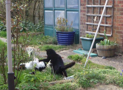 Billy Mittens is growing up now, but he still likes to make Buster chase him round the garden. He also still pinches his biscuits, more cautiously now