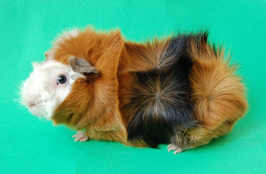Note the rosettes all over this fine example of a rough-coated guinea pig. Photo from Wikimedia Commons.