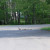 Once all baby ducks were in the bucket the Chief pulled it up with the rope we had attached. I brought the bucket towards Mama Duck and tipped it slightly sideways and out popped 8 cheerful peeping and quacking little ducks that ran right over to Ma Once all baby ducks were in the bucket the Chief pulled it up with the rope we had attached. I brought the bucket towards Mama Duck and tipped it slightly sideways and out popped 8 cheerful peeping and quacking little ducks that ran right over to Ma