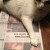 Cat size news photos of his firefighter dad Cat size news photos of his firefighter dad