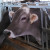 Brown Swiss cows produce high butterfat content cheese that is excellent for the producing the creamy texture of Gouda cheese. Brown Swiss cows produce high butterfat content cheese that is excellent for the producing the creamy texture of Gouda cheese.