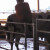 Wisconsin has really happy cows. Each one at Holland's Family Farm gets to take a turn at the automated brush that keeps them clean and happy. Wisconsin has really happy cows. Each one at Holland's Family Farm gets to take a turn at the automated brush that keeps them clean and happy.