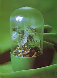 Plastic Bottle Terrarium