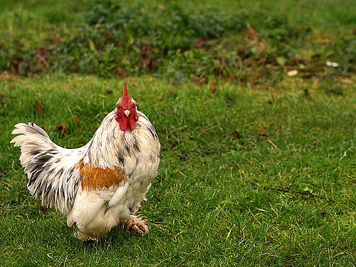 A Wiltshire Chicken. Copyright protohiro.