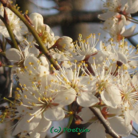 Included here are some of my favorite photos taken this summer in the yard, hiking and roaming around in general.  Back yard tree flowers.