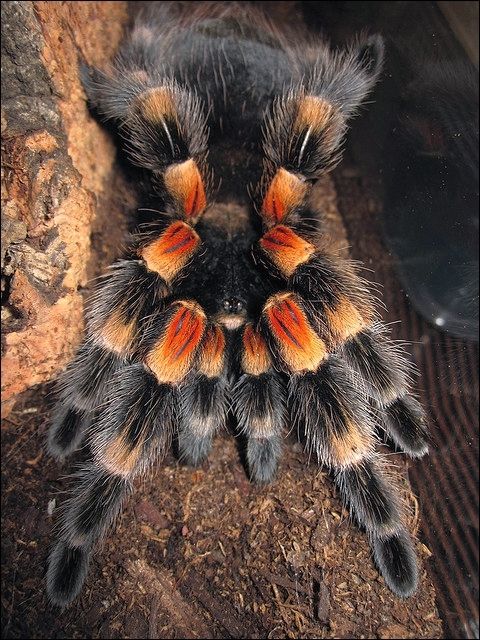 image credit - another photo of an Orange Knee tarantula taken by Tarantuland