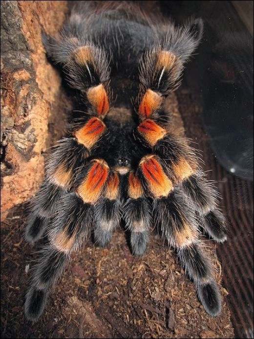 About Tarantulas - Mexican Orange Knee, Brazilian Black, And Peruvian ...