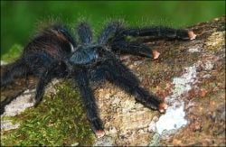 image credit - Avicularia aviculariaby by Adrian Alfonso