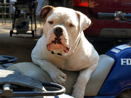 Bully from Dunn Brokus Kennel