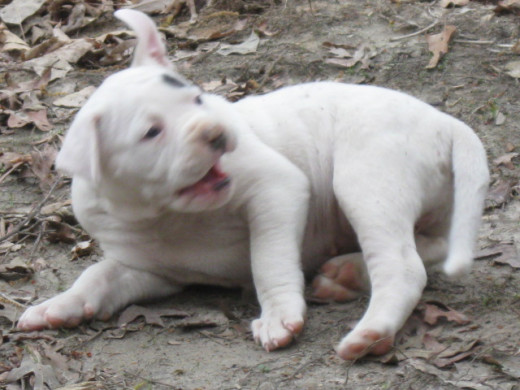 Woof!
