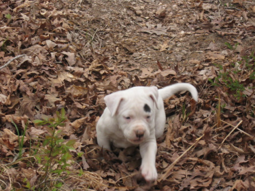 Chasing off to meet a new friend.