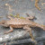 My new friend. He moved into my pond this morning. My new friend. He moved into my pond this morning.