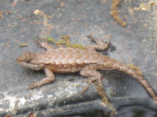 My new friend.  He moved into my pond this morning.