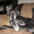 Elwood is such a flirt. I like to get his tail. Elwood is such a flirt. I like to get his tail.