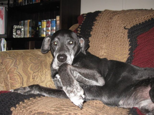 Elwood is such a flirt.  I like to get his tail.