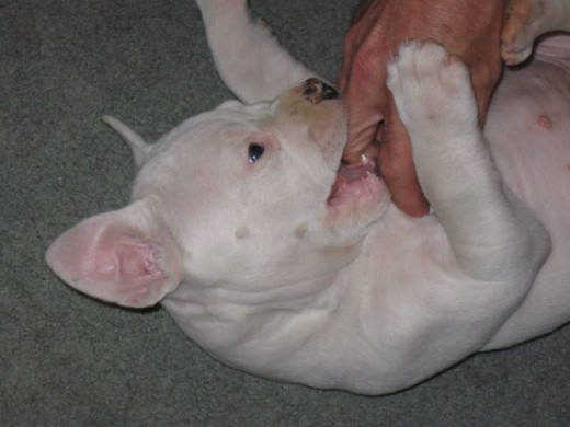 Woo playing.  At this age, I need to bite, run, explore and play if I'm not eating, sleeping, or doing doggy business, hopefully outside.