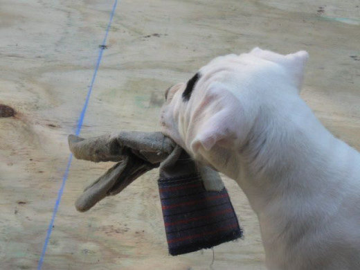 Stealing Daddy's work glove off the porch he's building.  I want to play!  Put it on.  Let me bite you :).Woof!