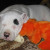 It's my bone. Mine, I say! All mine. It's my bone. Mine, I say! All mine.