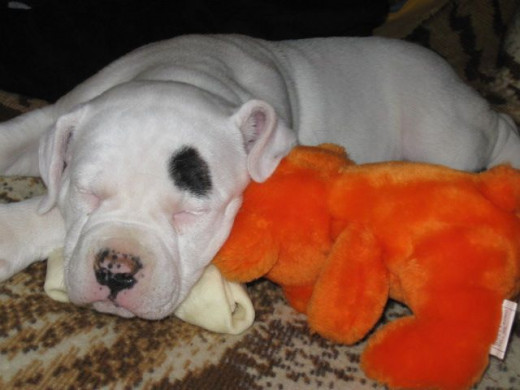 It's my bone.  Mine, I say!  All mine.