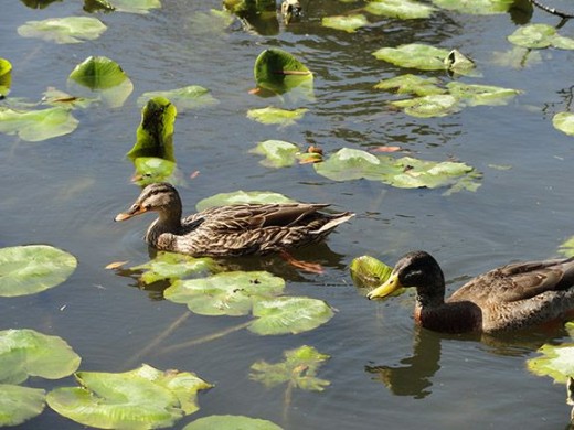 Ducks in a pond. Taken on a trip to Dallas 2008.