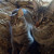 Simon at 2 years old, with his buddy, Elvis, who is 1 years old in this photo. Simon at 2 years old, with his buddy, Elvis, who is 1 years old in this photo.
