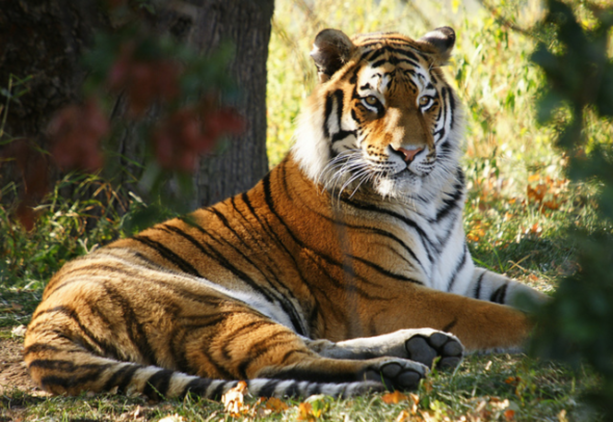 tiger vs pumas