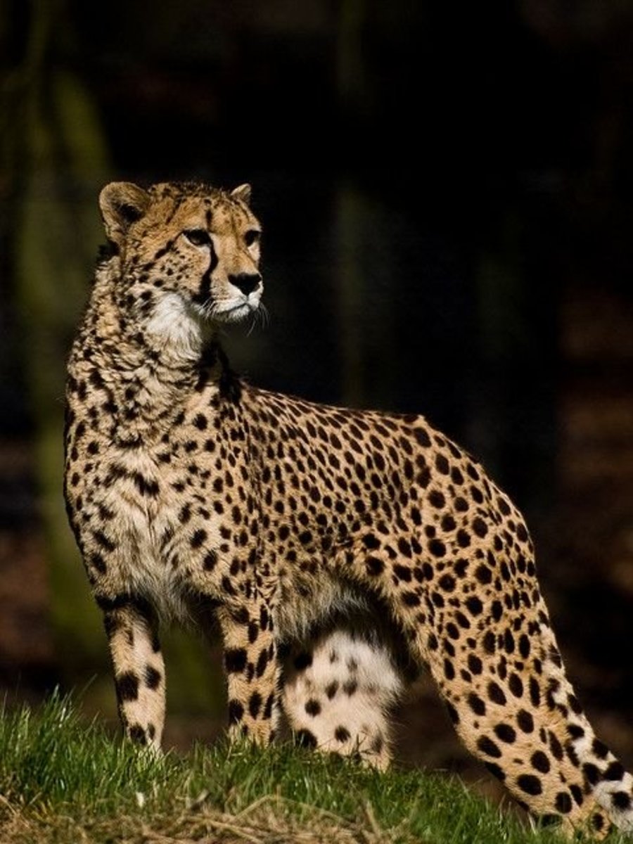 puma and cheetah