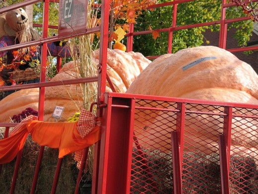 Pumpkin Fest!