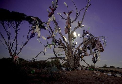 Same tree at night... something lovely about it, don't you think?