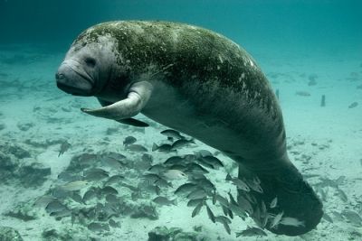 Endangered Manatee