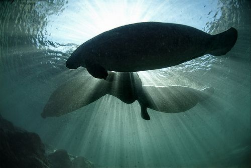 Manatees