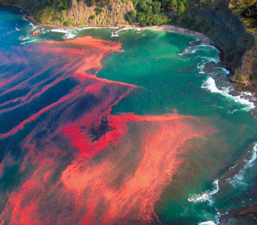Red algal bloom at Leigh, near Cape Rodney, NZ