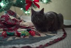 Oops!  Are you a present too, Kitty?