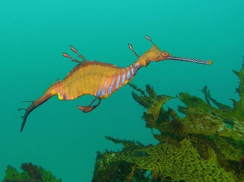 Reedy Sea Dragon