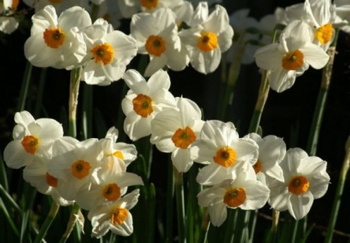 Narcissus plants  Source