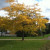 Yellow tree in fall Yellow tree in fall