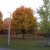 Trees in fall Trees in fall