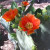 Orange blossom on a prickly pear cactus. Orange blossom on a prickly pear cactus.