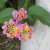 Lantana -- Lovely delicate little flowers. These also come in orange and yellow, which is one of my favorite color combinations, and which can be seen in the last photo of this group of photos! Lantana -- Lovely delicate little flowers. These also come in orange and yellow, which is one of my favorite color combinations, and which can be seen in the last photo of this group of photos!