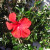 Red Hibiscus. Red Hibiscus.