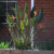 Bird of paradise. These are so pretty! Bird of paradise. These are so pretty!