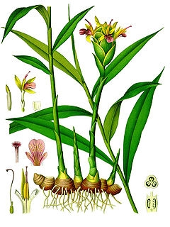 The Ginger Plant