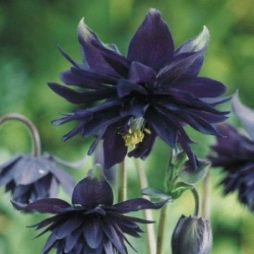 Top 9 Flores Extrañas Mirando En El Mundo - El Mundo Misterioso