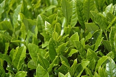 Young Tea Leaves