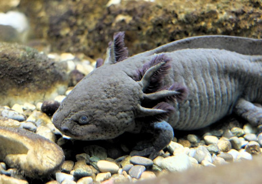 Axolotls Can Be Large