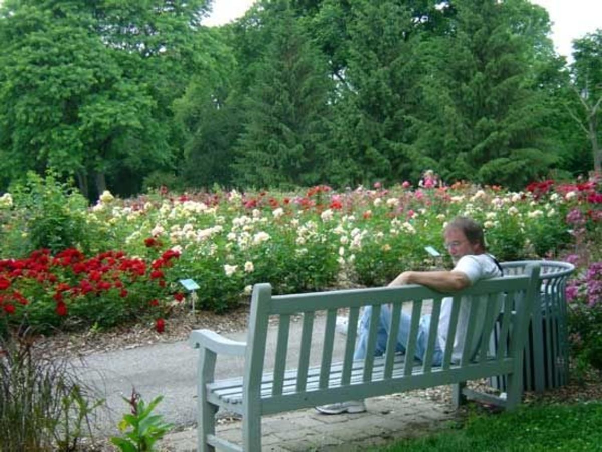 They Promise You A Rose Garden In Columbus Ohio Hubpages